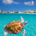 Cancun Beach Turtle Mexico
