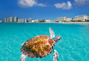 Cancun Beach Turtle Mexico