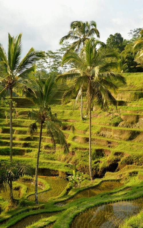 Port Ubud 1