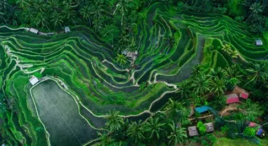 Tegallalang Rice terraces